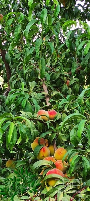 فروش نهال هلو