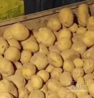 فروش سیب زمینی اگریا