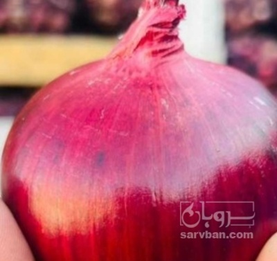 فروش پیاز قرمز