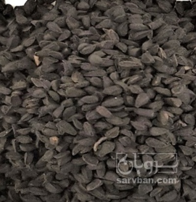 فروش  بذرپیاز قرمز بشقابی