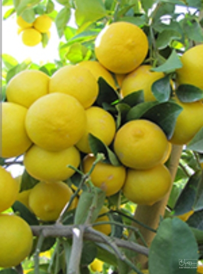 فروش لیمو شیرین