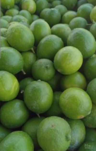 فروش لیموترش