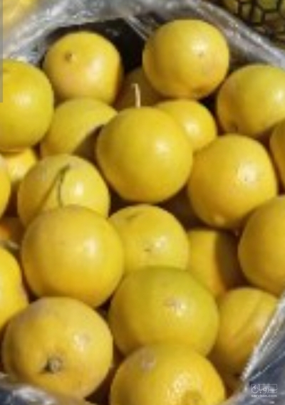 فروش لیمو شیرین