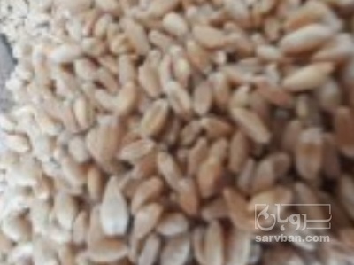 فروش گندم