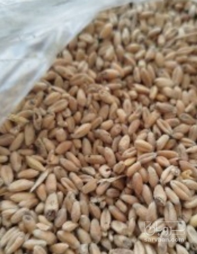فروش گندم