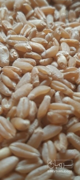 فروش گندم