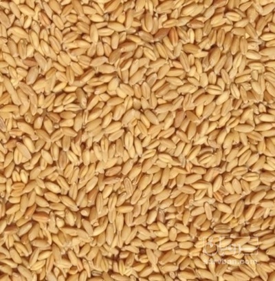 فروش گندم
