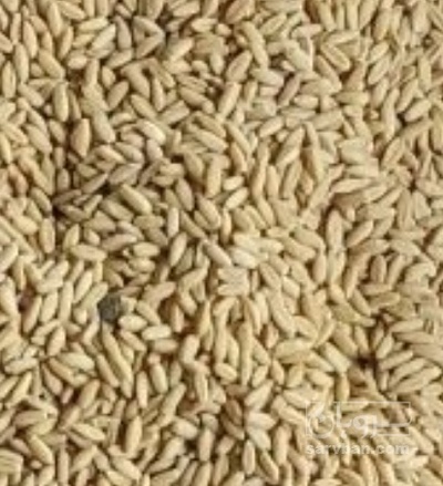فروش گندم