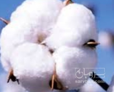 فروش پنبه