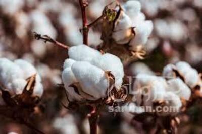فروش پنبه