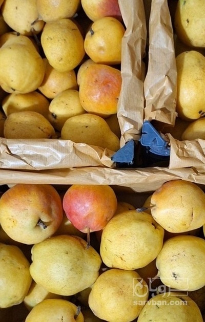 فروش گلابی درگزی