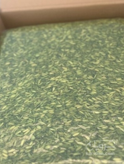 فروش مغز پسته دندانه - خلال