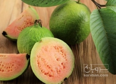 فروش گواوا