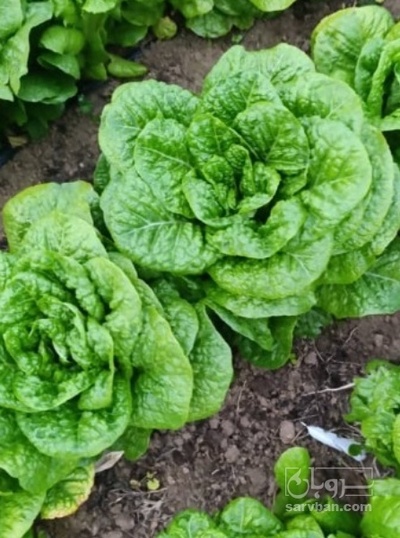 فروش کاهو ایرانی - رومانو