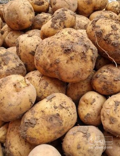 فروش سیب زمینی جلی بذری402