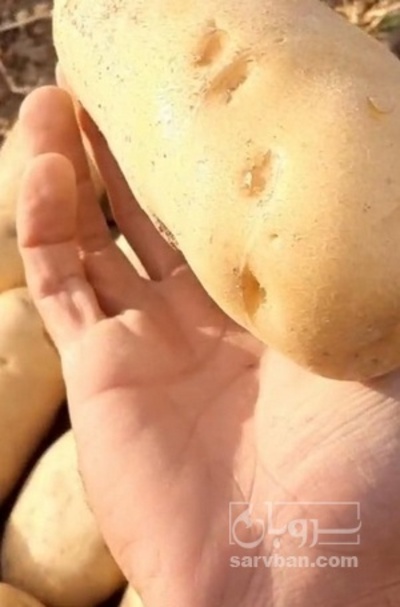 فروش سیب زمینی سانتا402