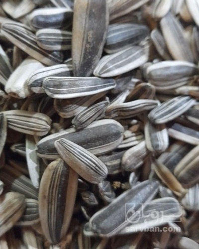 فروش تخمه آفتابگردان