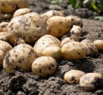 فروش سیب زمینی سانتا 401