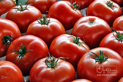 فروش گوجه فرنگی