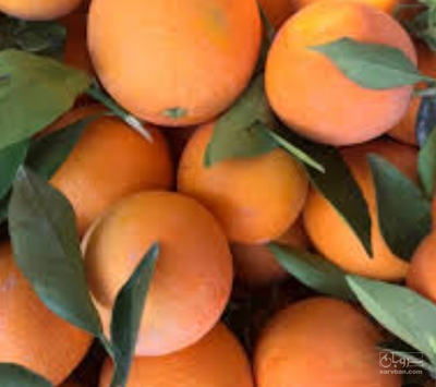 فروش پرتقال