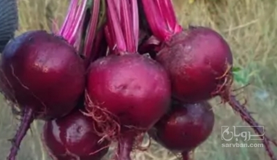 فروش چغندر لبو
