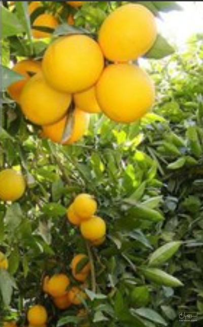 فروش لیمو شیرین