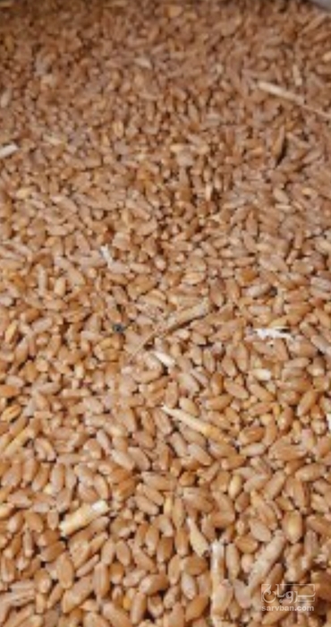 فروش گندم