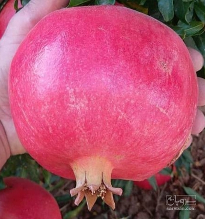 فروش انار