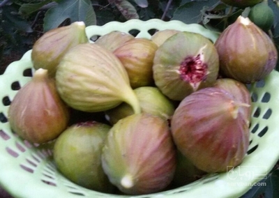 فروش انجیر