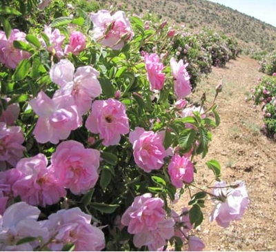 فروش گل محمدی (گیاه‌ دارویی)
