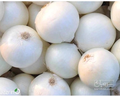 فروش پیازسفید