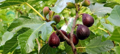 فروش انجیر