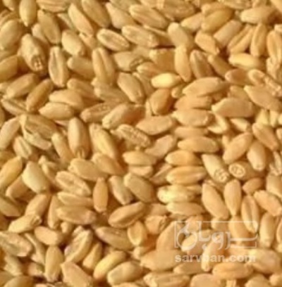 فروش گندم