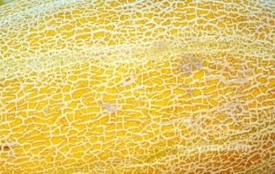 فروش خربزه