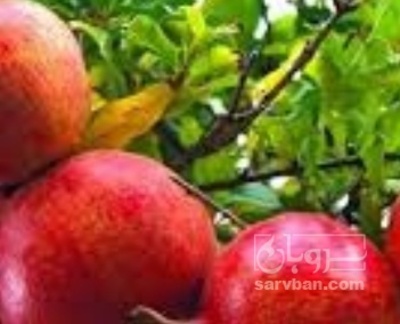 فروش انار