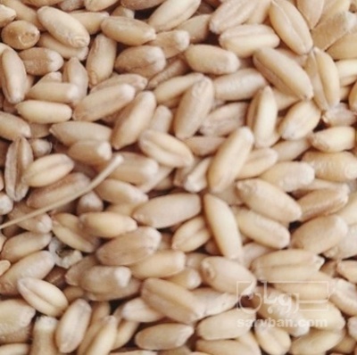 فروش گندم