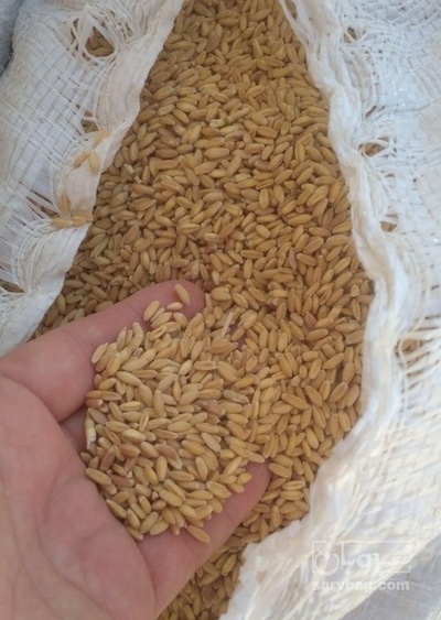 فروش گندم