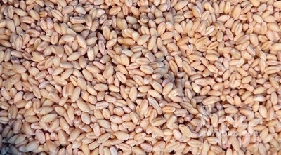 فروش گندم