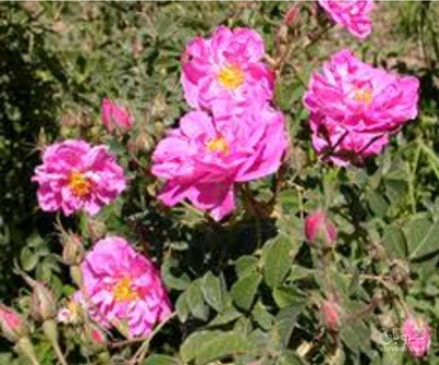 فروش گل محمدی (گیاه‌ دارویی)