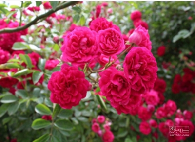 فروش گل محمدی (گیاه‌ دارویی)