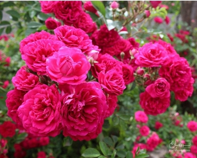 فروش گل محمدی (گیاه‌ دارویی)