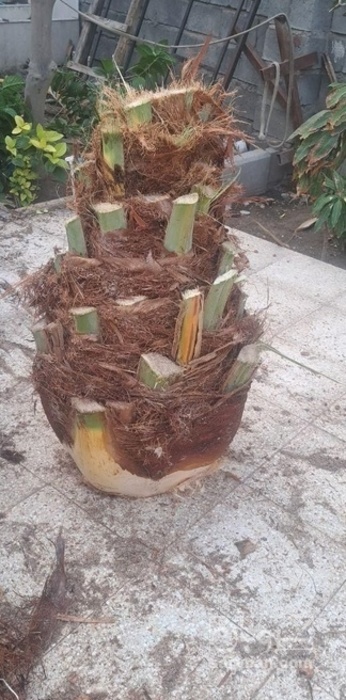 فروش پنیرک نخل خرما