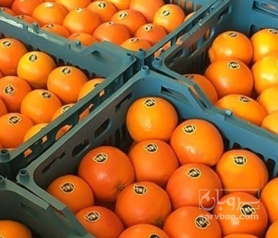 فروش پرتقال