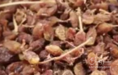 فروش کشمش سرکه ایی