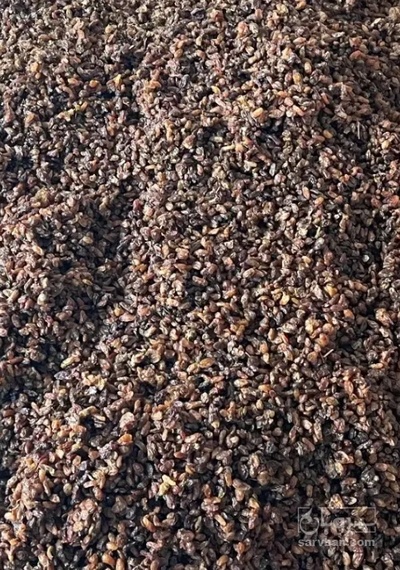 فروش کشمش