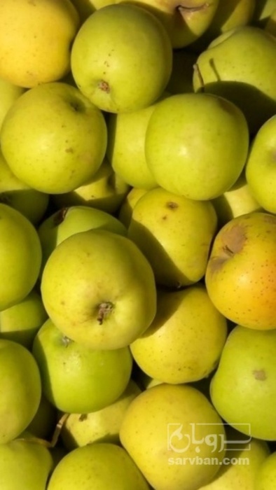 فروش سیب زرد درجه 2