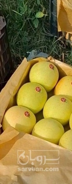 فروش سیب زرد