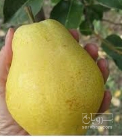 فروش گلابی