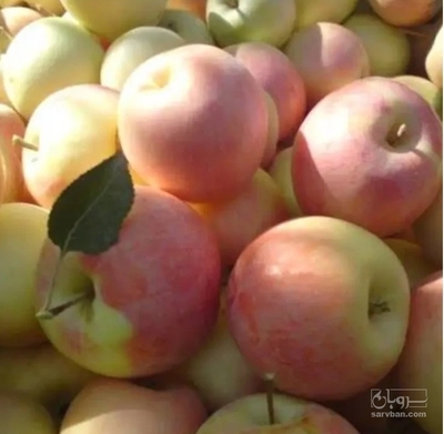 فروش سیب گلاب