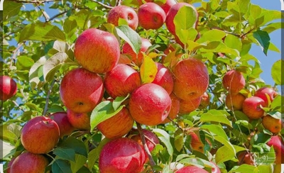 فروش سیب گلاب